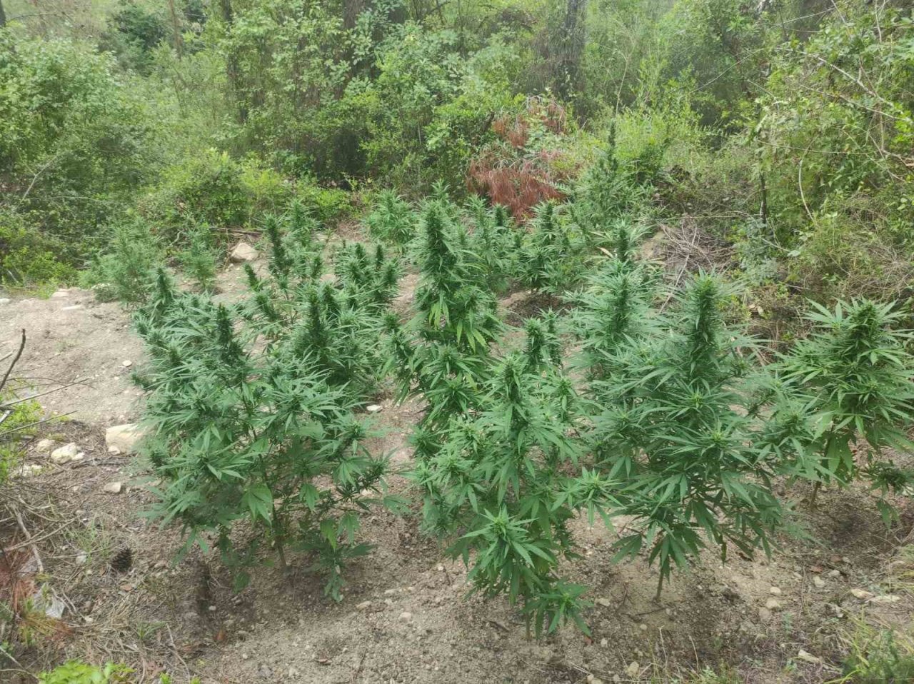 Jandarma, ormanlık alana ekilen hint kenevirlerini ele geçirdi