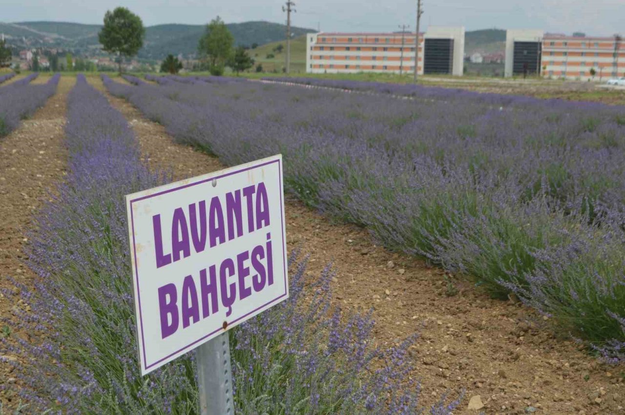 DPÜ Tavşanlı Meslek Yüksekokulunda lavanta bahçesi