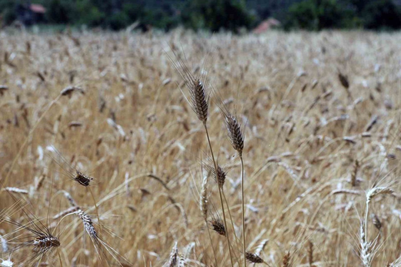 Karakılçık buğdayda hasat zamanı