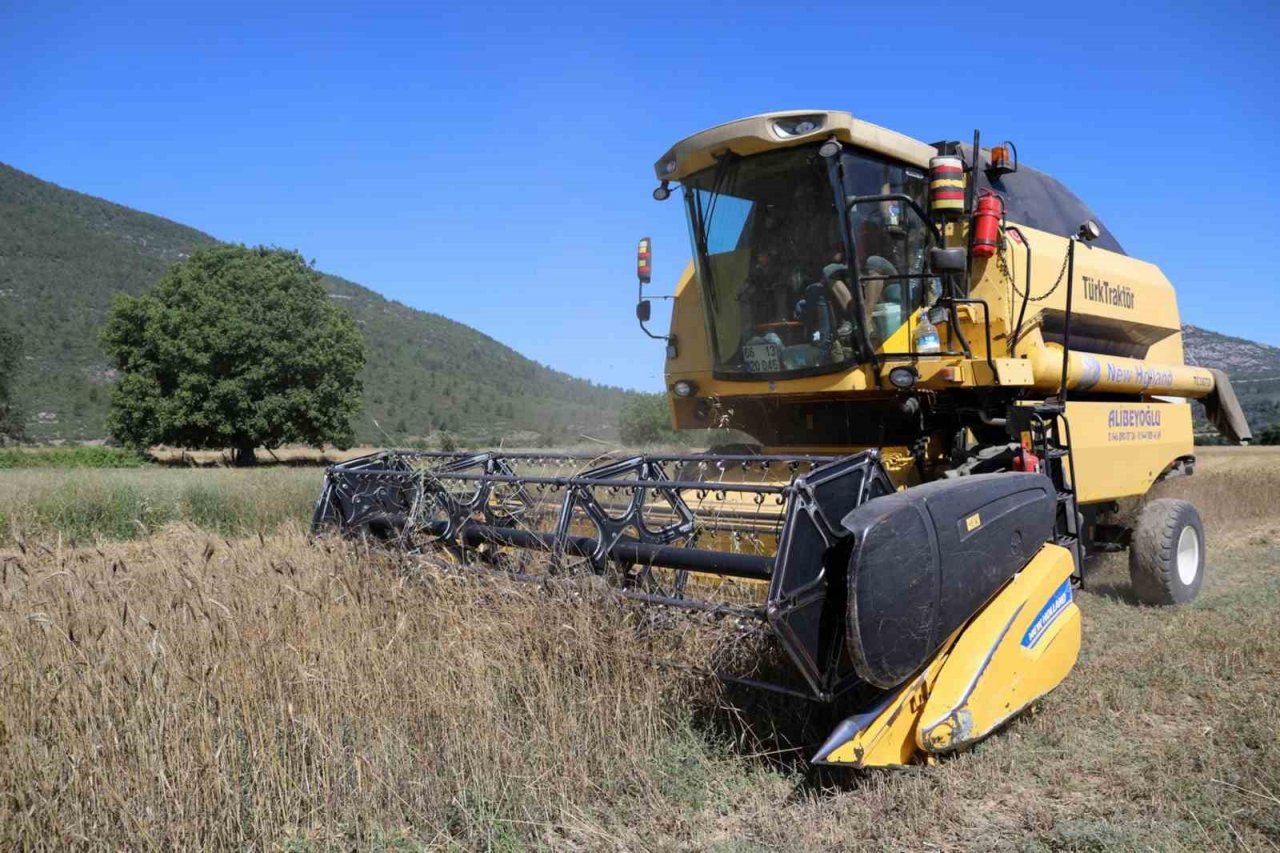 Karakılçık buğdayda hasat zamanı