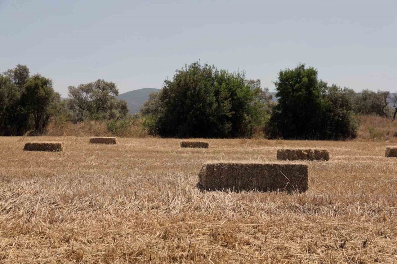 Karakılçık buğdayda hasat zamanı