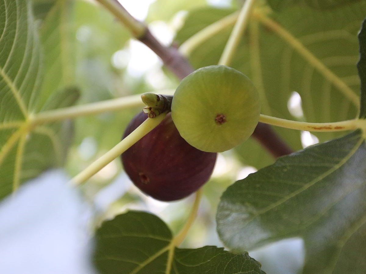 Aydın inciri Muğla’da da yetişecek