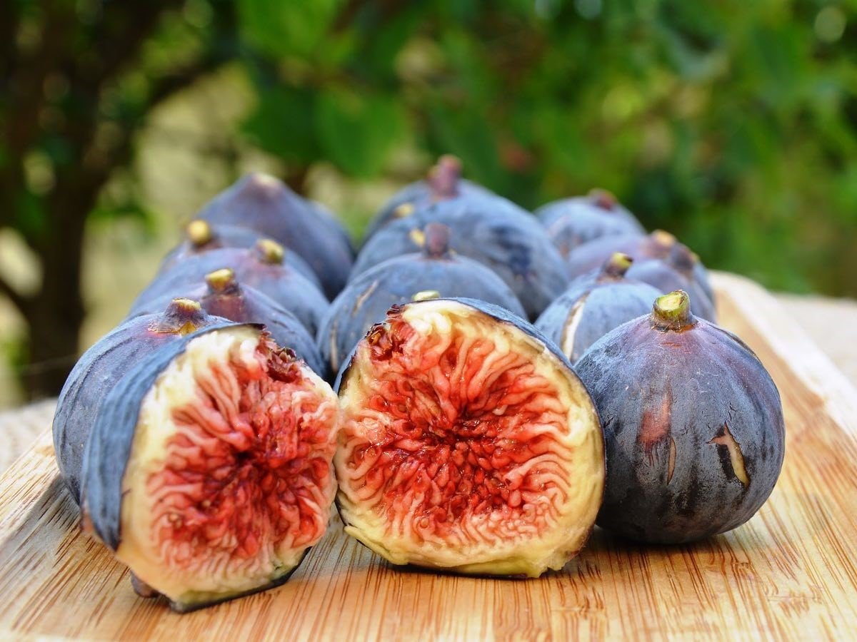 Aydın inciri Muğla’da da yetişecek