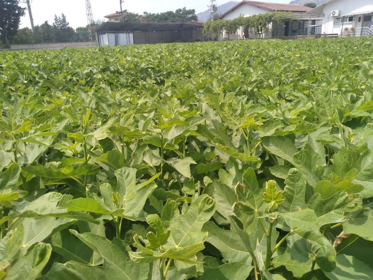 Aydın inciri Muğla’da da yetişecek