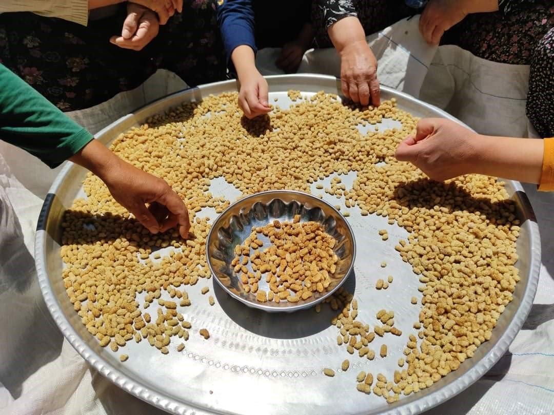 Hasat dönemindeki yağışlar, dutun rekoltesini düşürdü