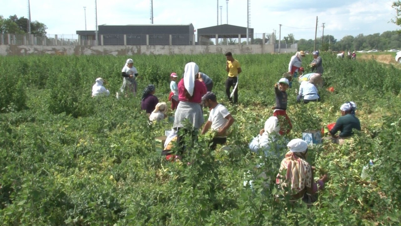 Yunanistan sınırında kavurucu sıcak altında güle oynaya hasat mesaisi