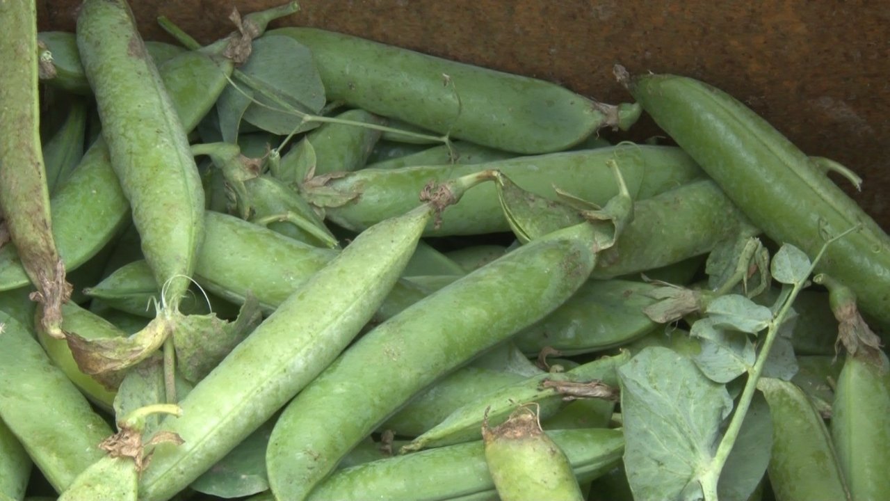 Yunanistan sınırında kavurucu sıcak altında güle oynaya hasat mesaisi