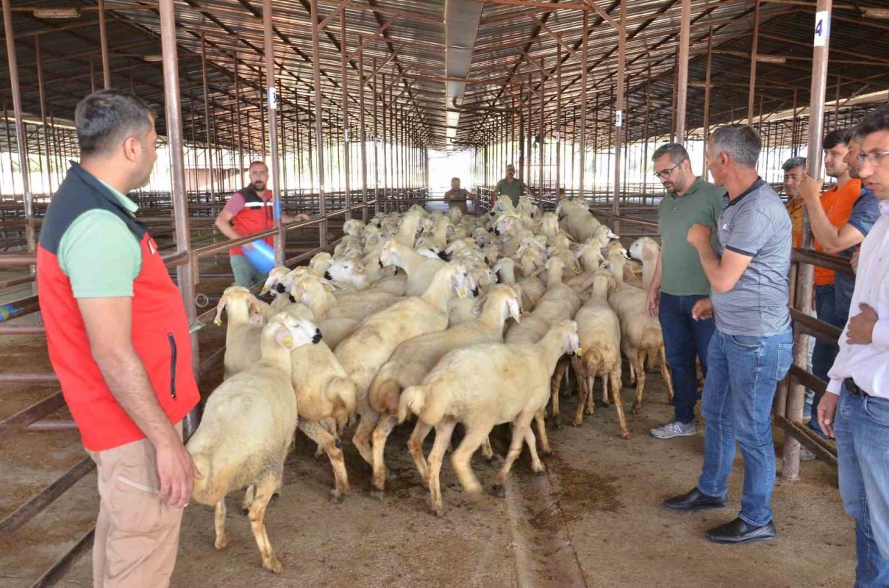 Elbistan’da depremzede üreticilere 754 koyun dağıtıldı