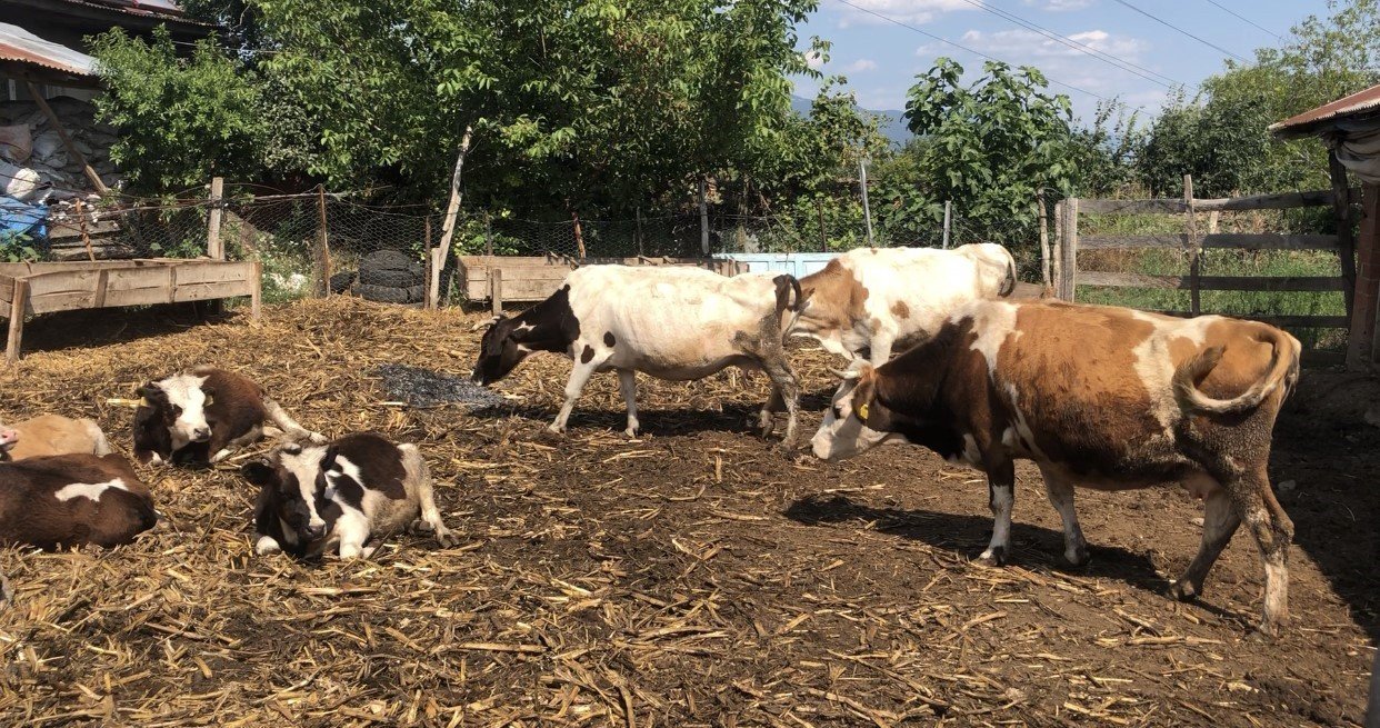 Amasya’da 10 ton saman kül oldu