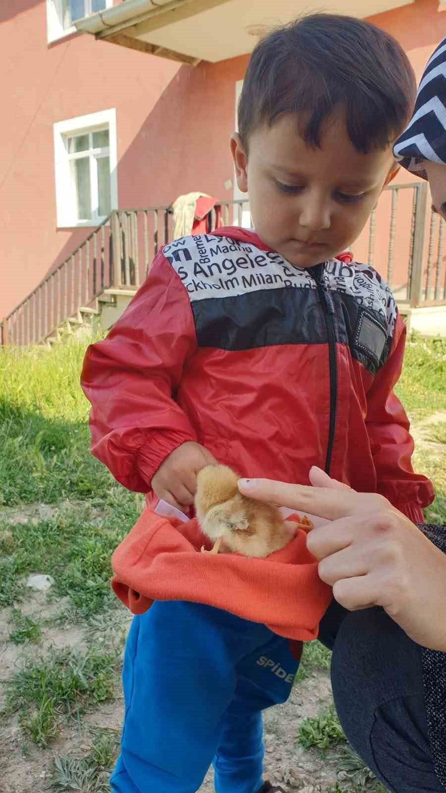 Dört ayaklı civciv görenleri şaşırttı