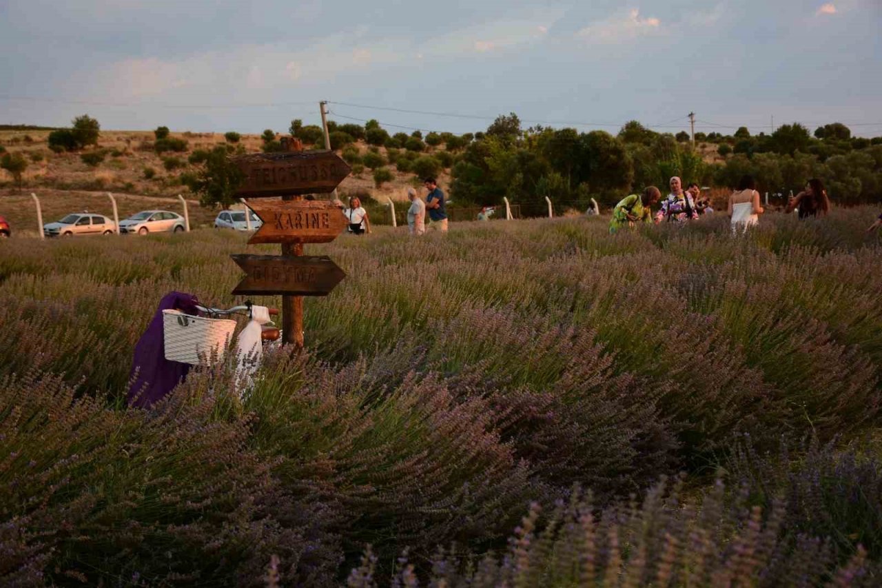 Didim’in mis kokulu Lavanta Festivali’ne sayılı günler kaldı
