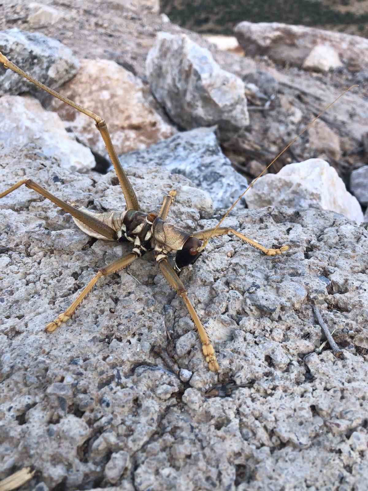 Batman’da 20 santim büyüklüğünde etçil çekirge görüldü
