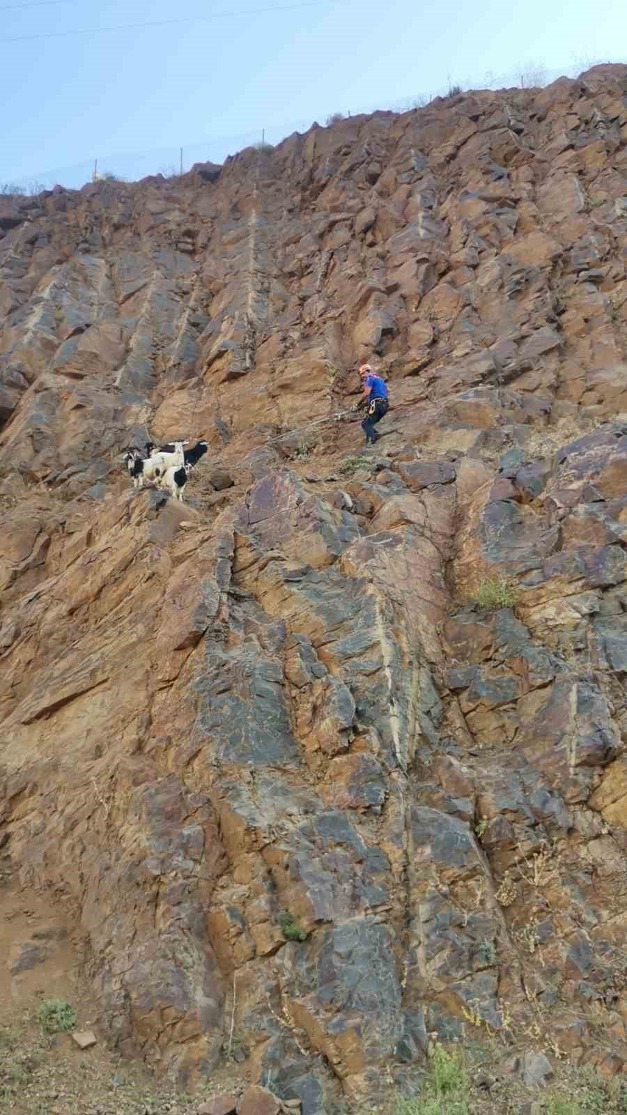 Kayalıklarda mahsur kalan oğlakları AFAD kurtardı