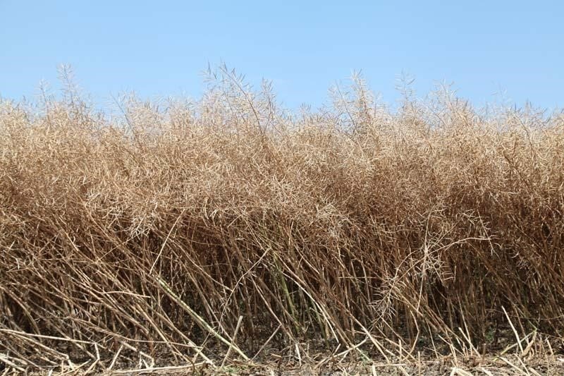 Biga’da ‘Kanola Ekelim Yağ olsun, Bal Olsun’ projesi çerçevesinde tarla günü düzenlendi