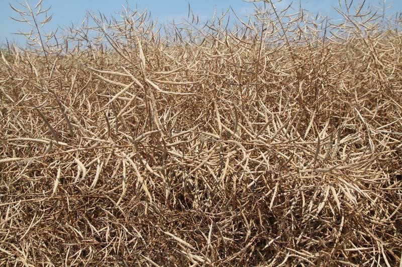 Biga’da ‘Kanola Ekelim Yağ olsun, Bal Olsun’ projesi çerçevesinde tarla günü düzenlendi