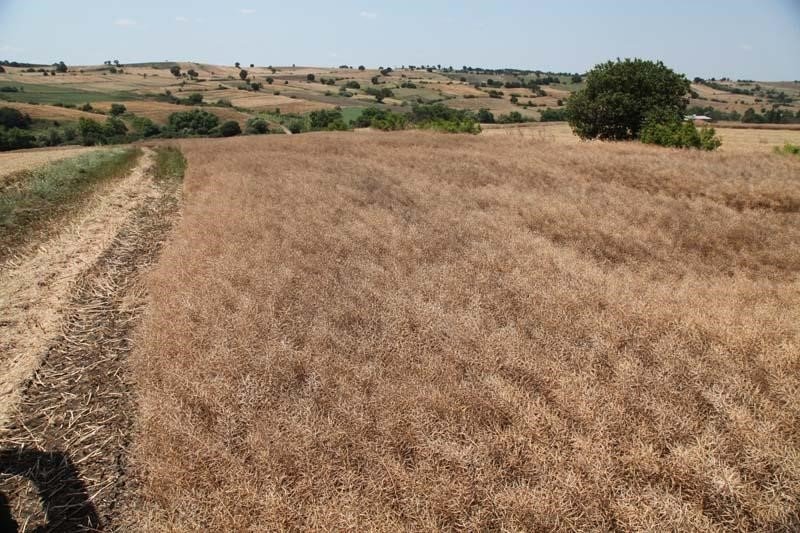 Biga’da ‘Kanola Ekelim Yağ olsun, Bal Olsun’ projesi çerçevesinde tarla günü düzenlendi