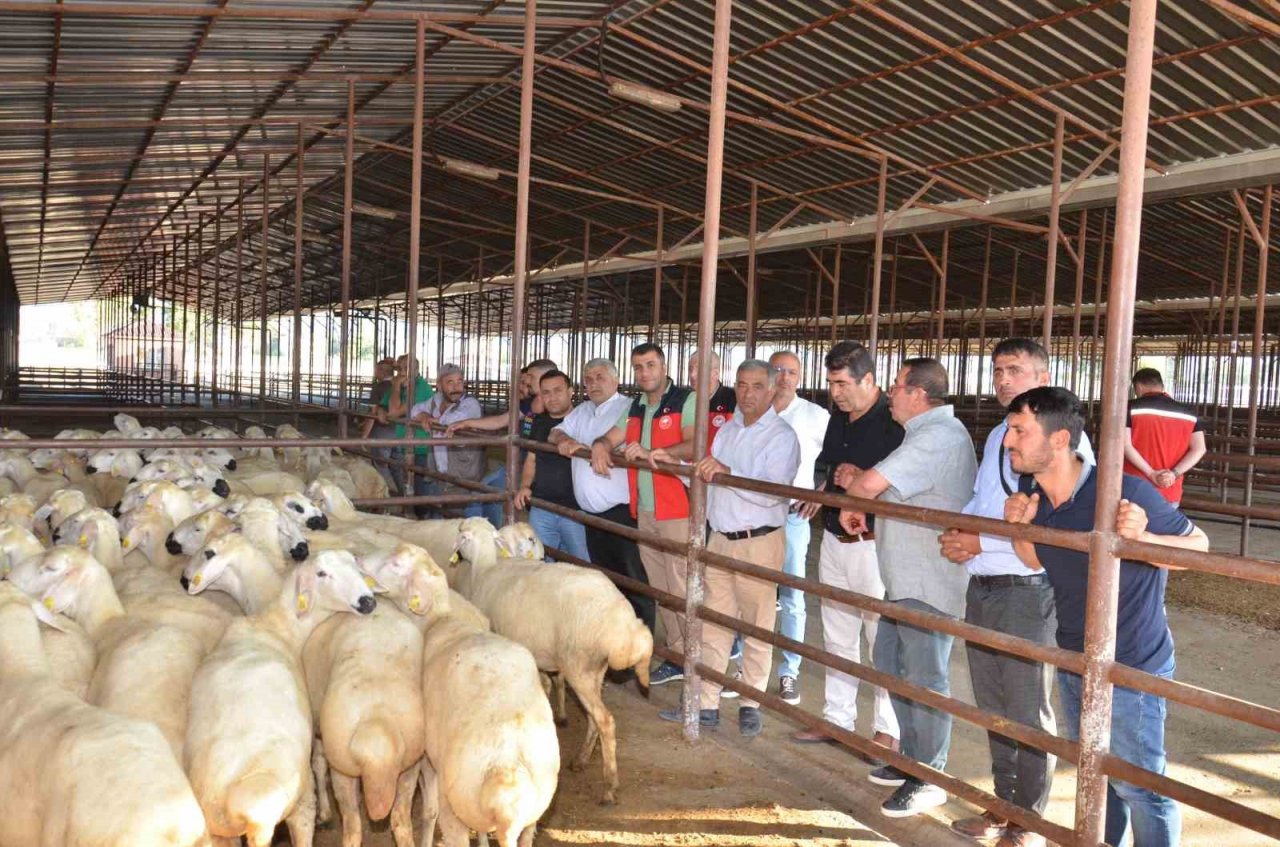 Elbistan’da depremzede üreticilere 754 koyun dağıtıldı