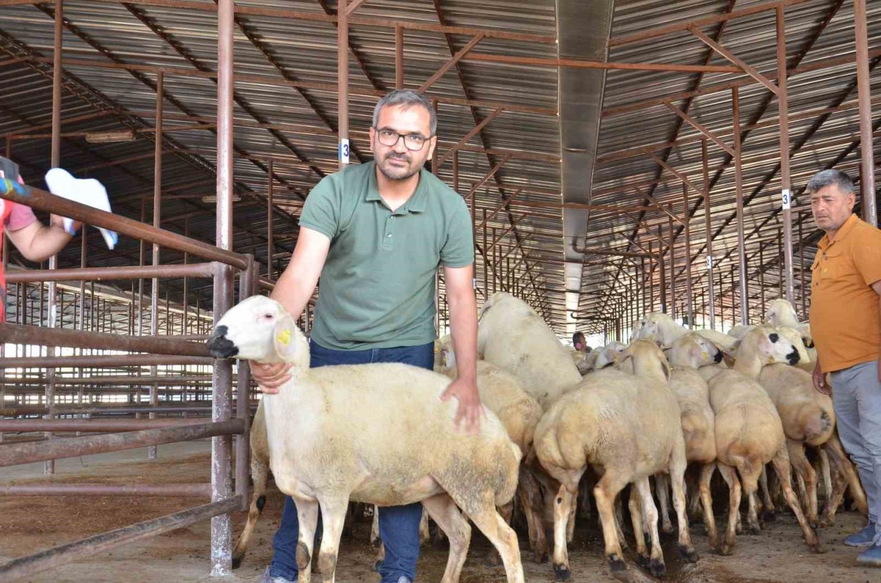 Elbistan’da depremzede üreticilere 754 koyun dağıtıldı