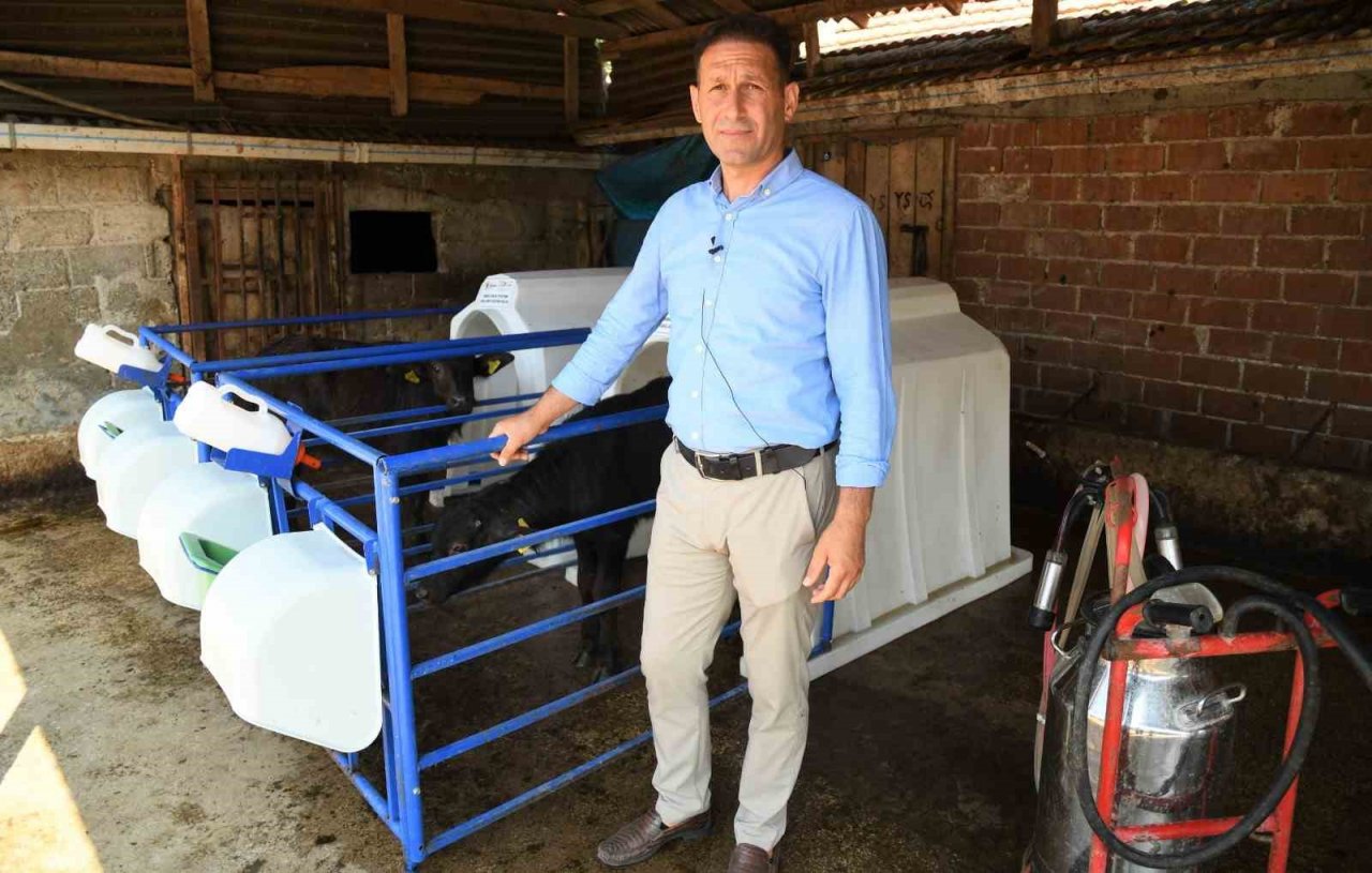 Samsun’da manda sütü üretimi arttı, mozzarella peyniri üretildi