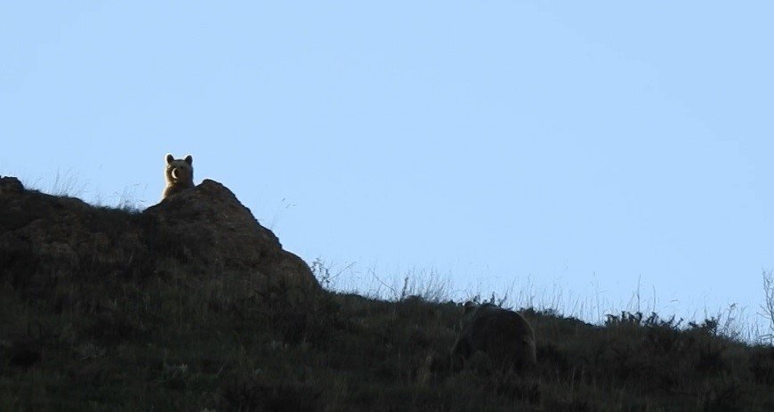Munzur Dağlarında dağ keçileri ve peşlerinde ki ayılar görüntülendi