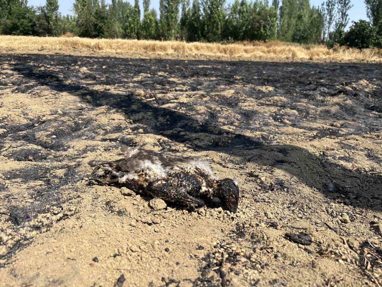 Havada güvercin kovalayan atmaca bakın neye sebep oldu?