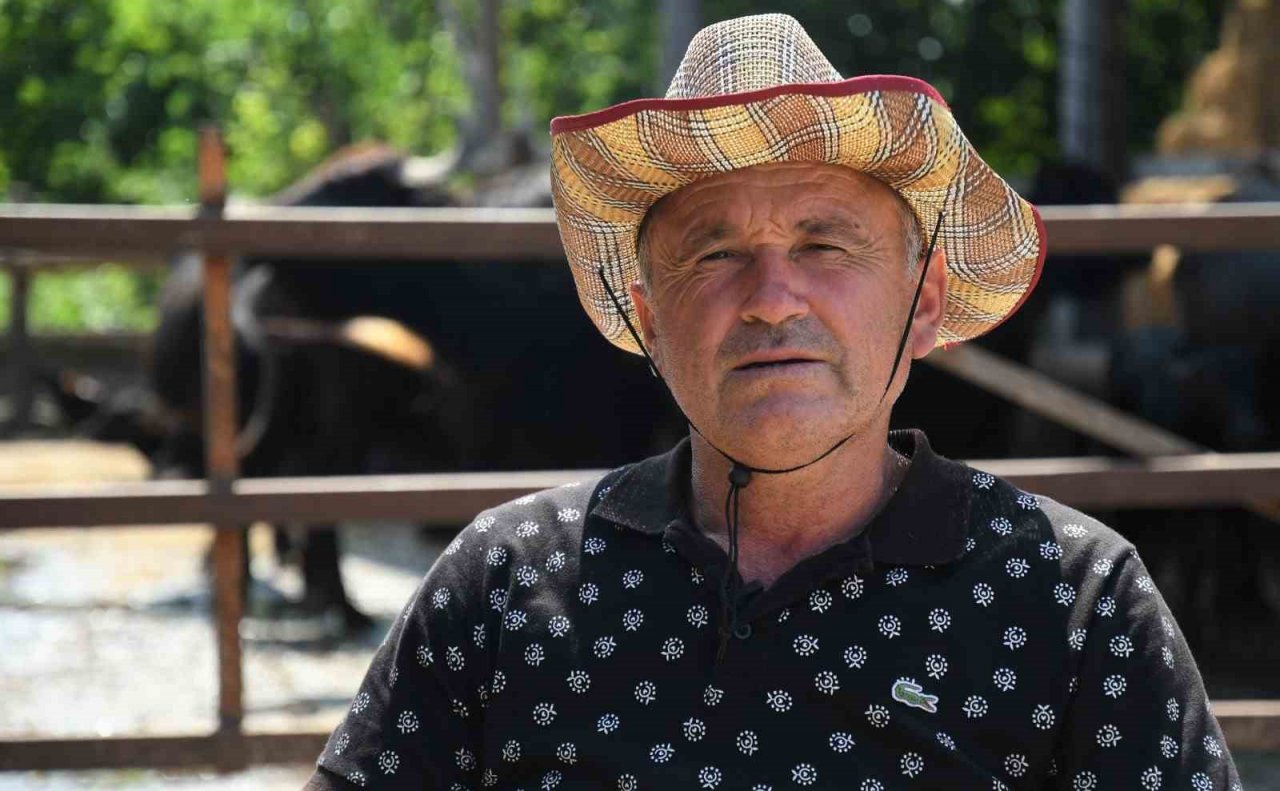 Samsun’da manda sütü üretimi arttı, mozzarella peyniri üretildi