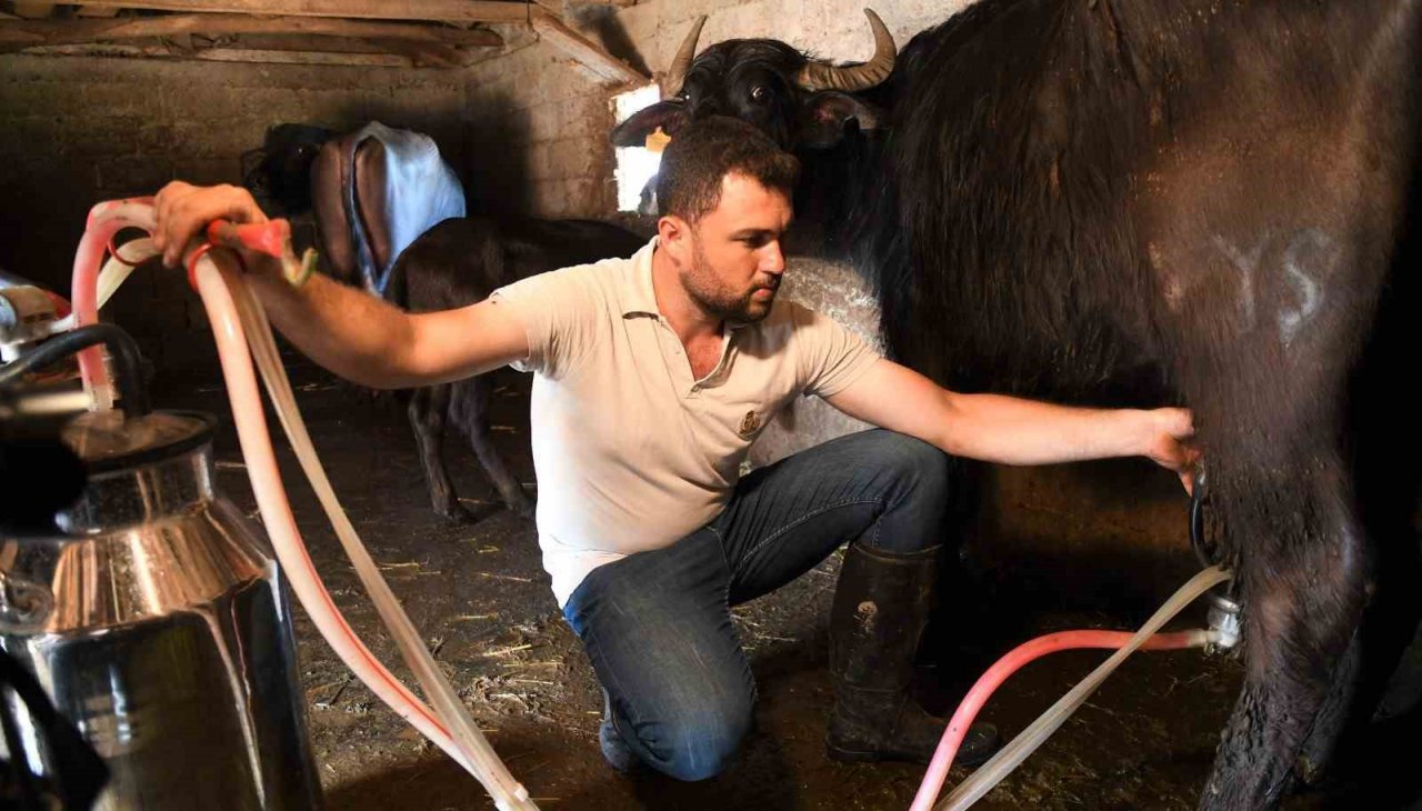 Samsun’da manda sütü üretimi arttı, mozzarella peyniri üretildi