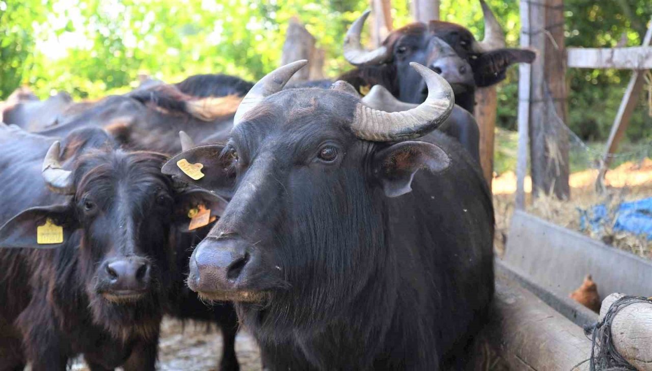 Samsun’da manda sütü üretimi arttı, mozzarella peyniri üretildi