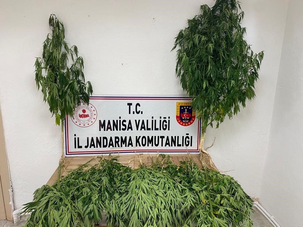 Manisa’da 148 kök kenevir ele geçirildi