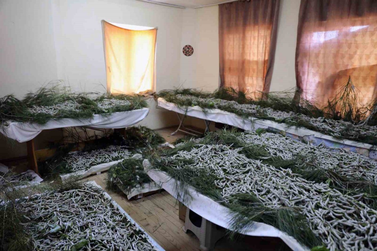 İpekböcekçiliği, kadın üreticilerin ellerinde yeniden canlandı