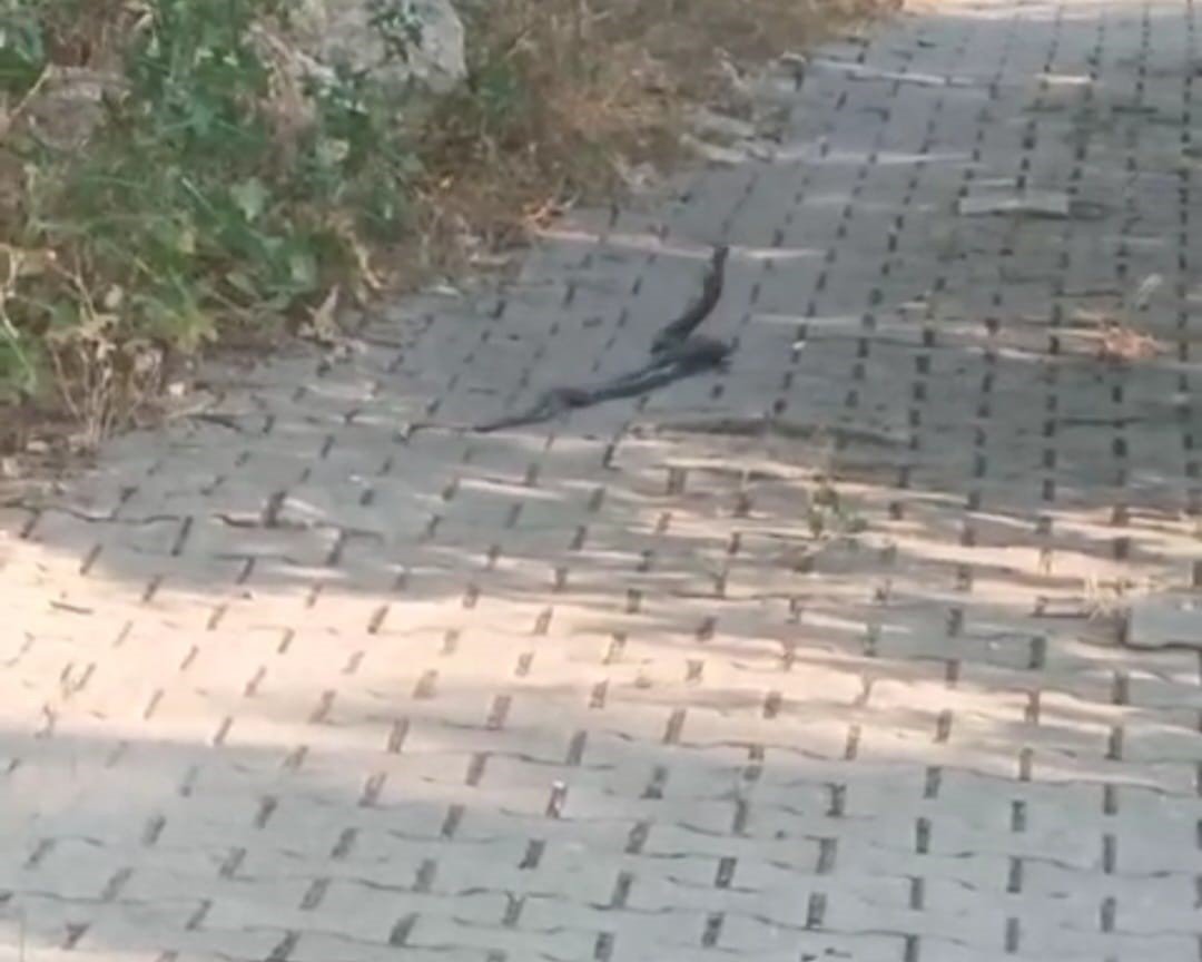 Muğla’da yılanların ’çiftleşme dansı’ vatandaş kamerasına yansıdı