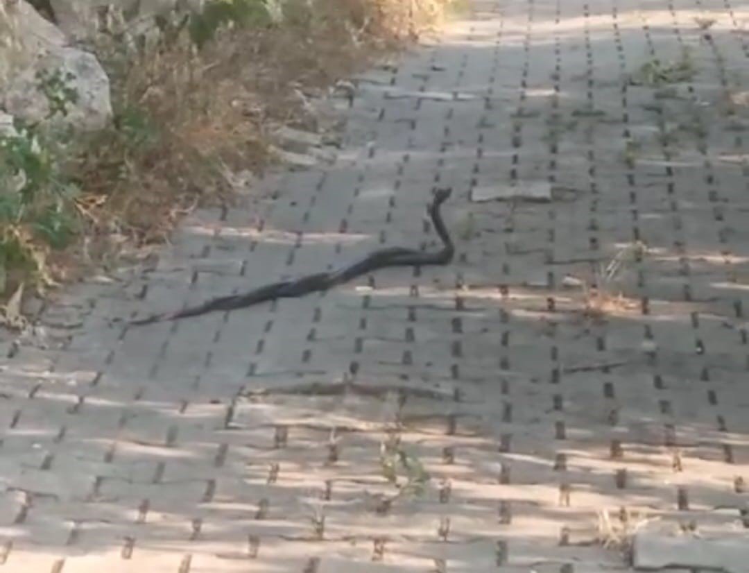 Muğla’da yılanların ’çiftleşme dansı’ vatandaş kamerasına yansıdı