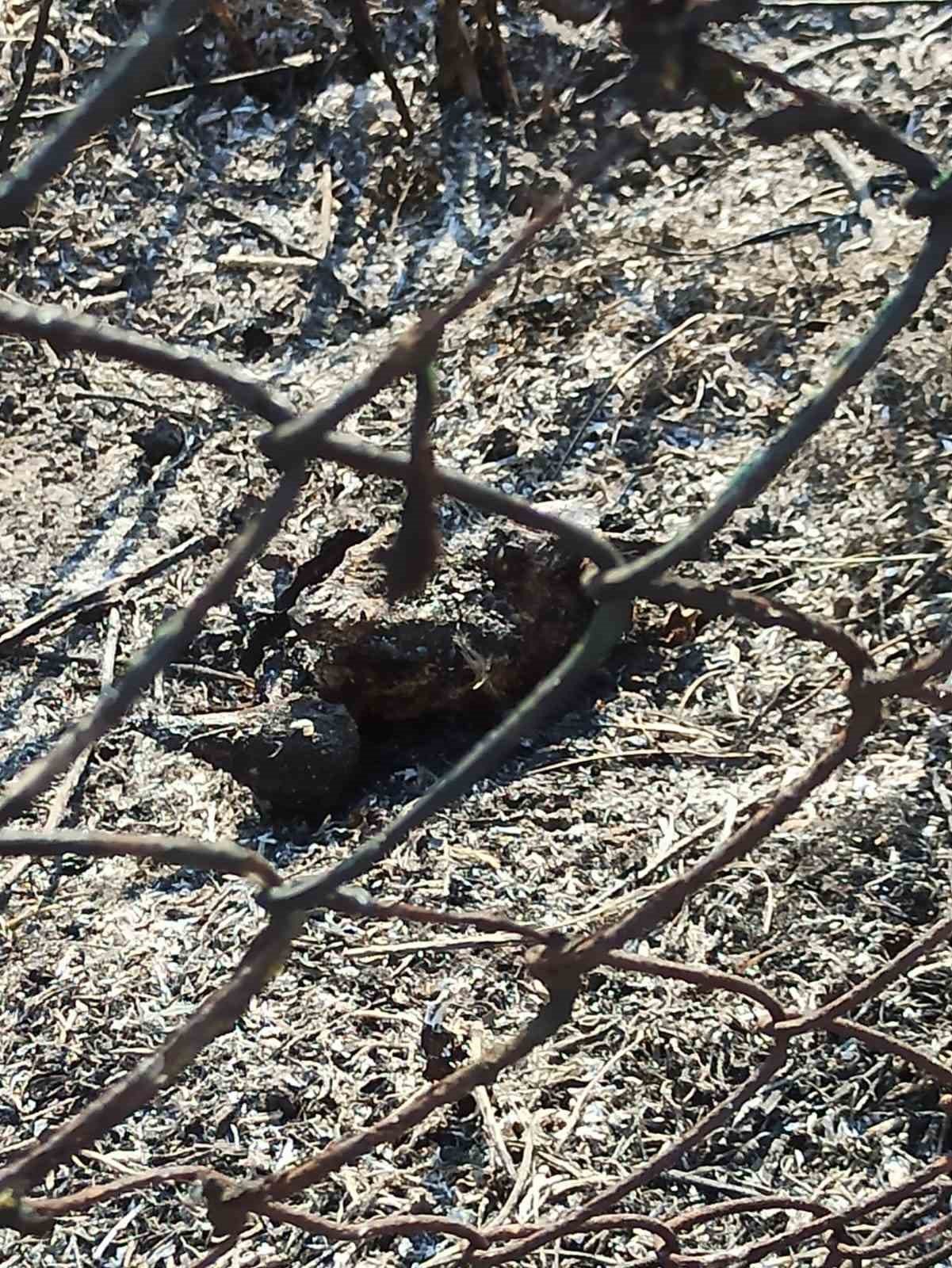 Enerji nakil hattına konan kargalar ormanı yaktı