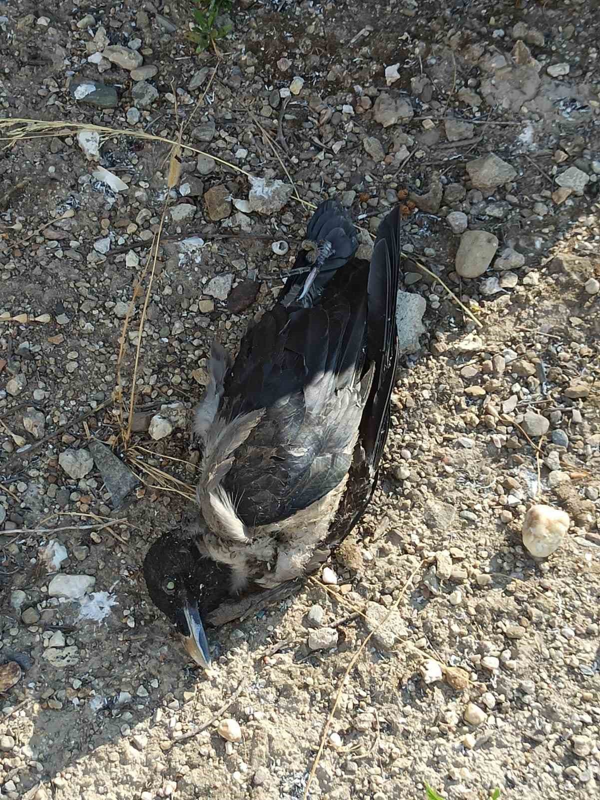 Enerji nakil hattına konan kargalar ormanı yaktı