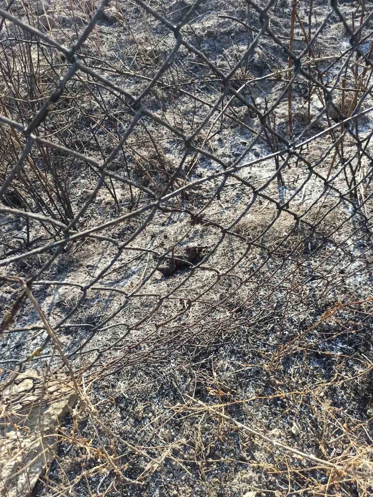 Enerji nakil hattına konan kargalar ormanı yaktı