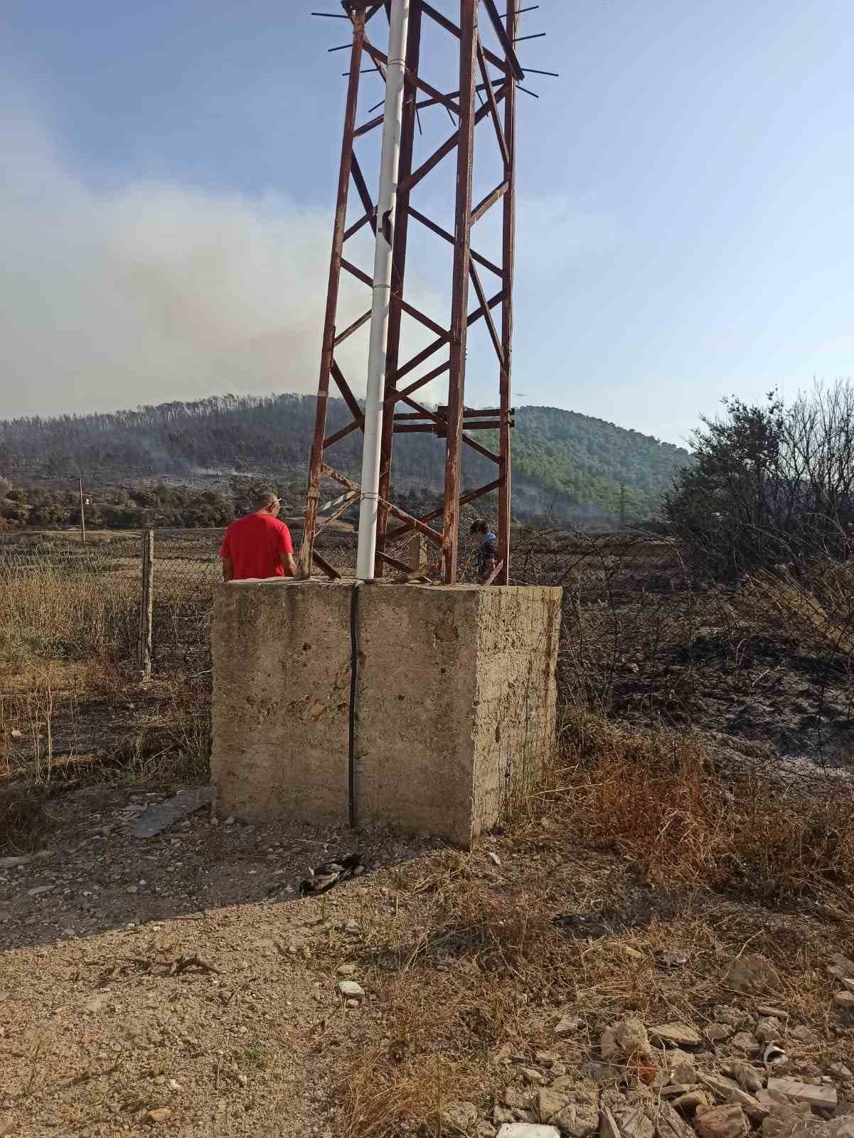 Enerji nakil hattına konan kargalar ormanı yaktı