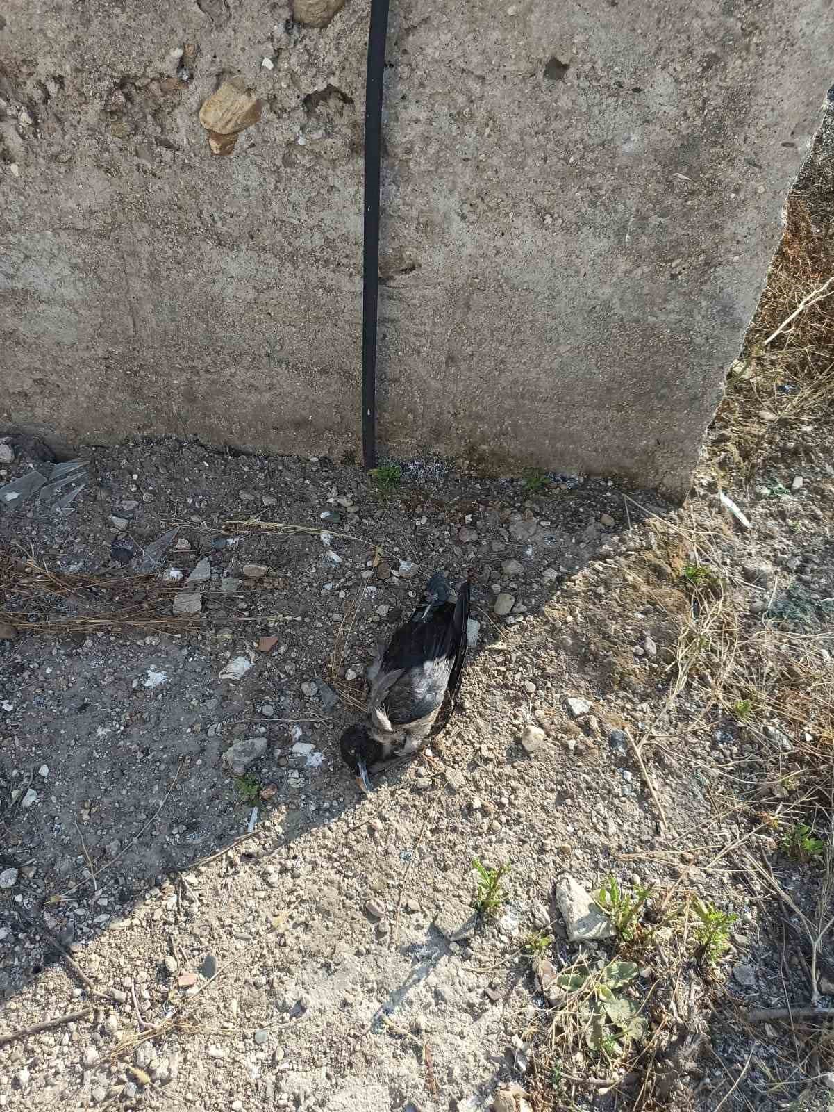 Enerji nakil hattına konan kargalar ormanı yaktı