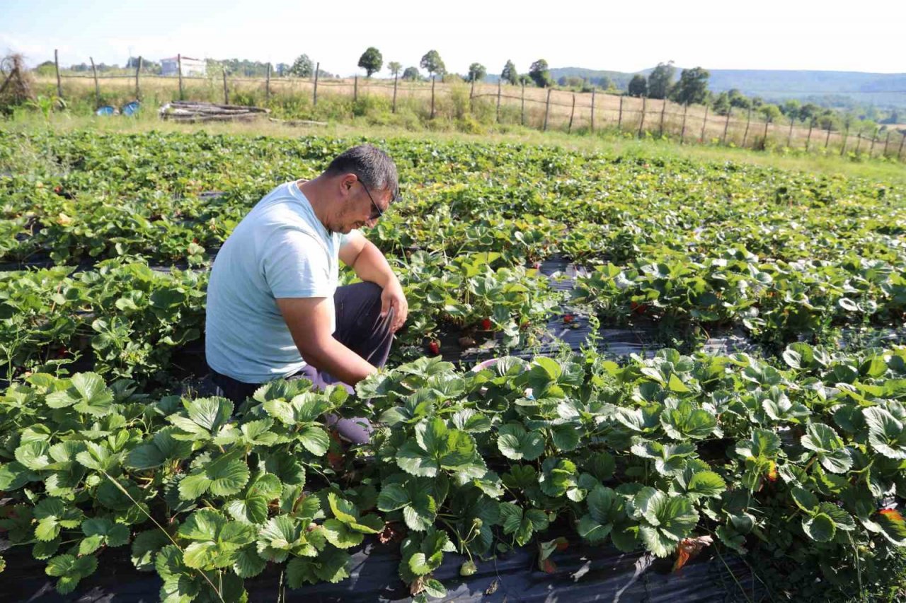 Bu çilek pazara inmeden satılıyor