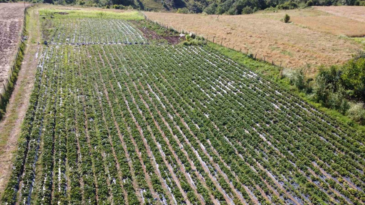 Bu çilek pazara inmeden satılıyor