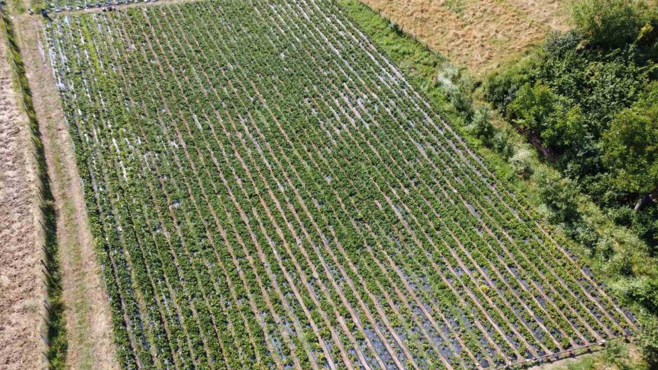 Bu çilek pazara inmeden satılıyor