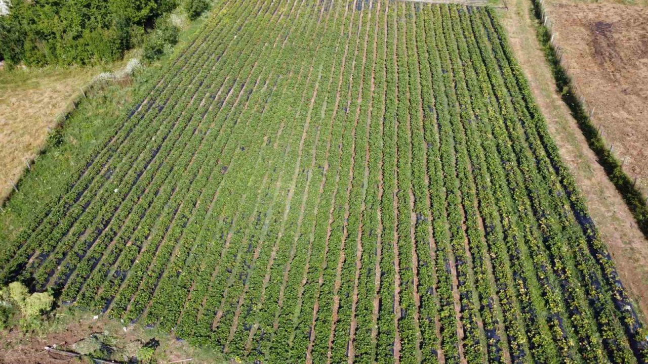 Bu çilek pazara inmeden satılıyor