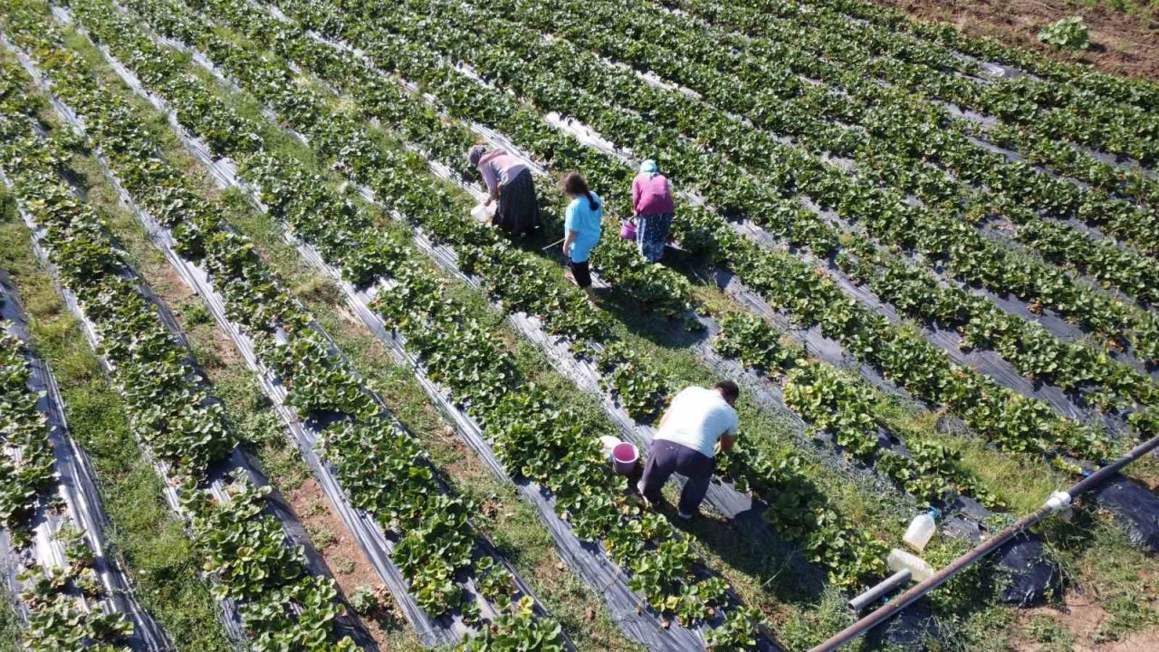 Bu çilek pazara inmeden satılıyor