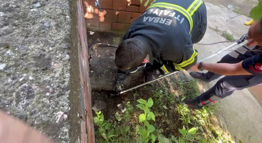 Korkutan yılan yakalanıp doğaya bırakıldı