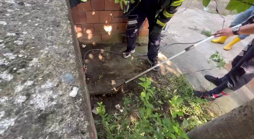 Korkutan yılan yakalanıp doğaya bırakıldı