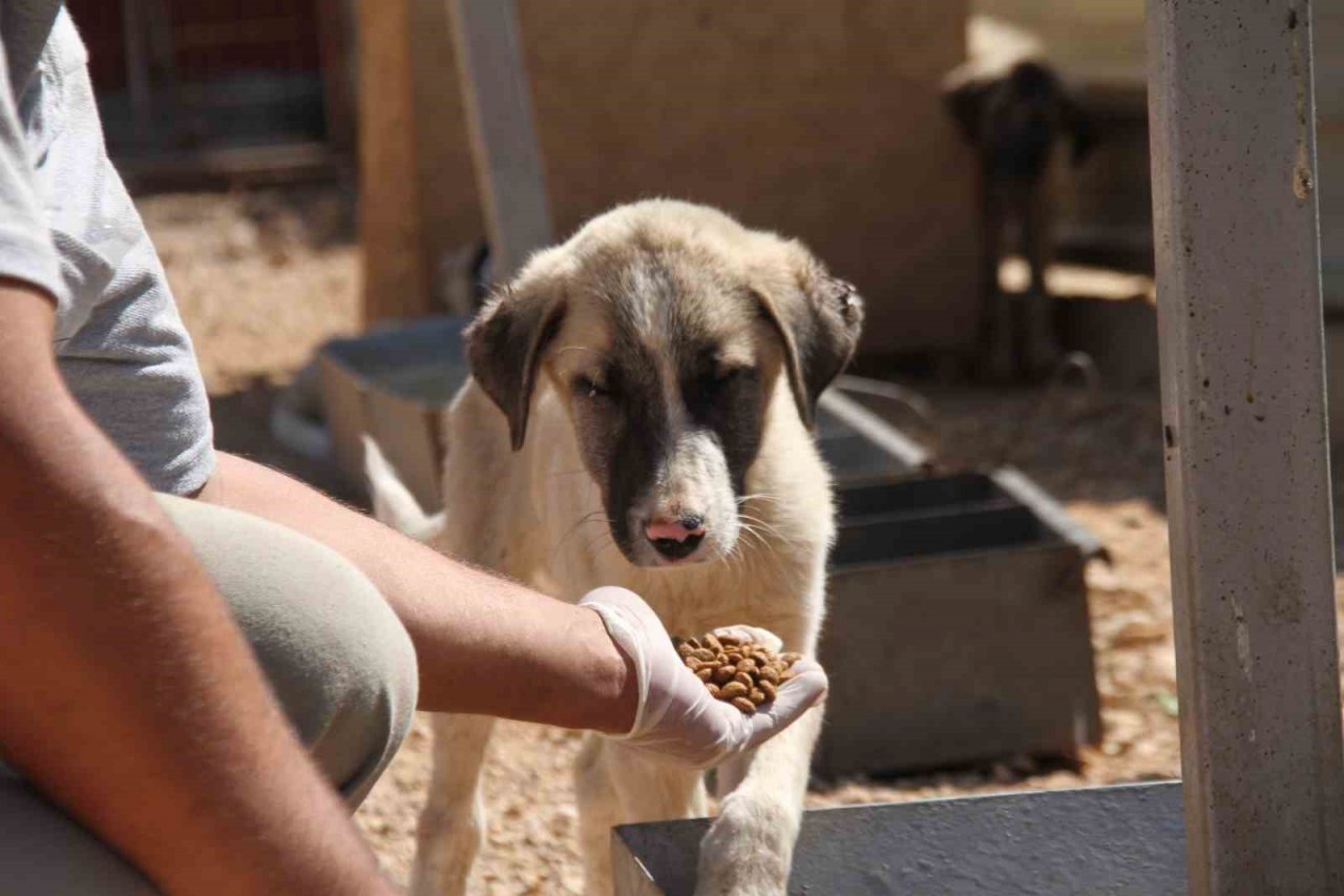 ’Hayvanların açlıktan birbirini yediği’ iddiası mahkemeden döndü