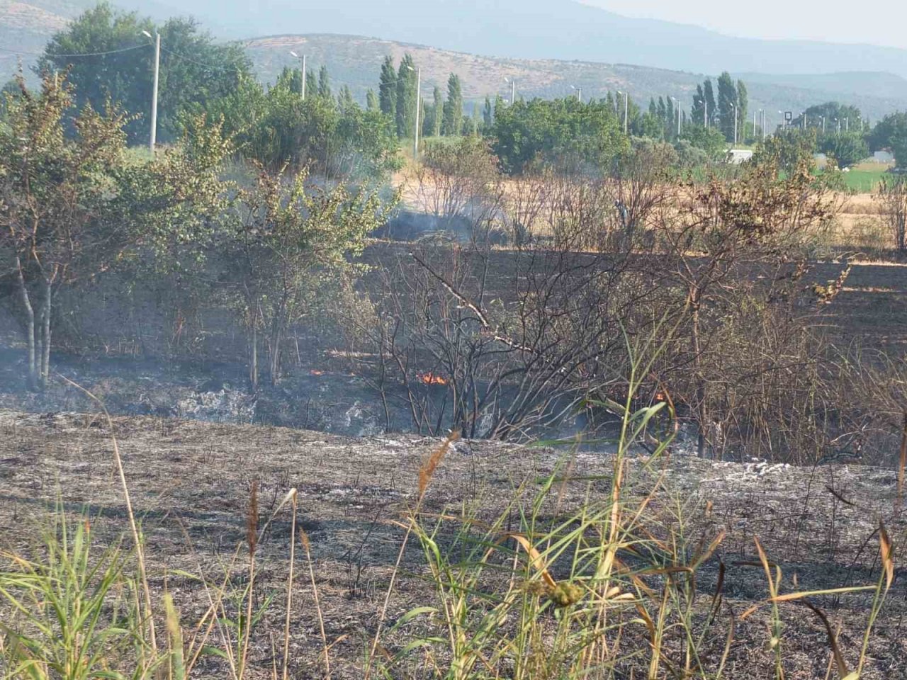 Balıkesir’de sazlık yangını yol kapattırdı