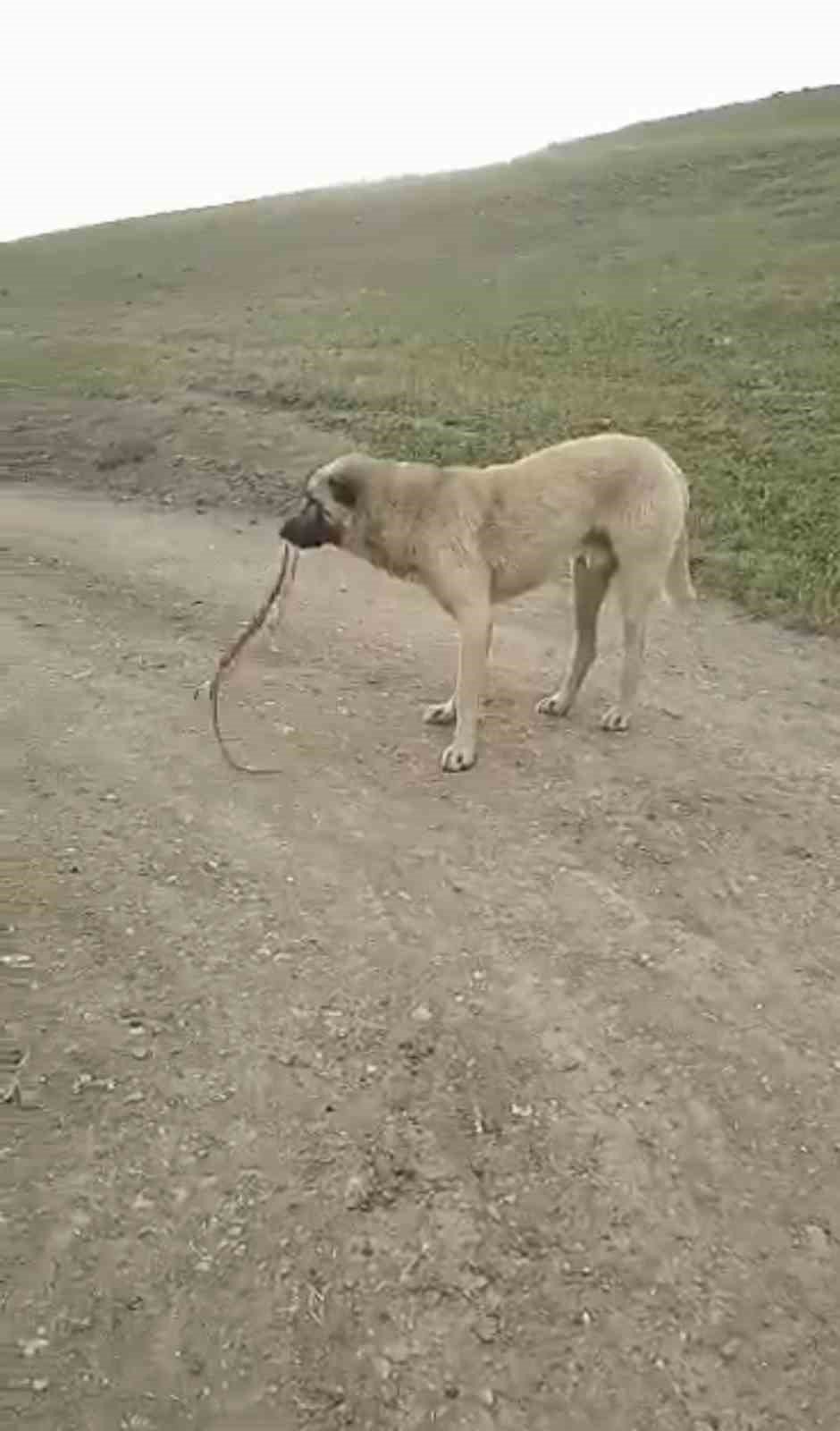 Ağrı’da yılanlar paniğe neden oldu