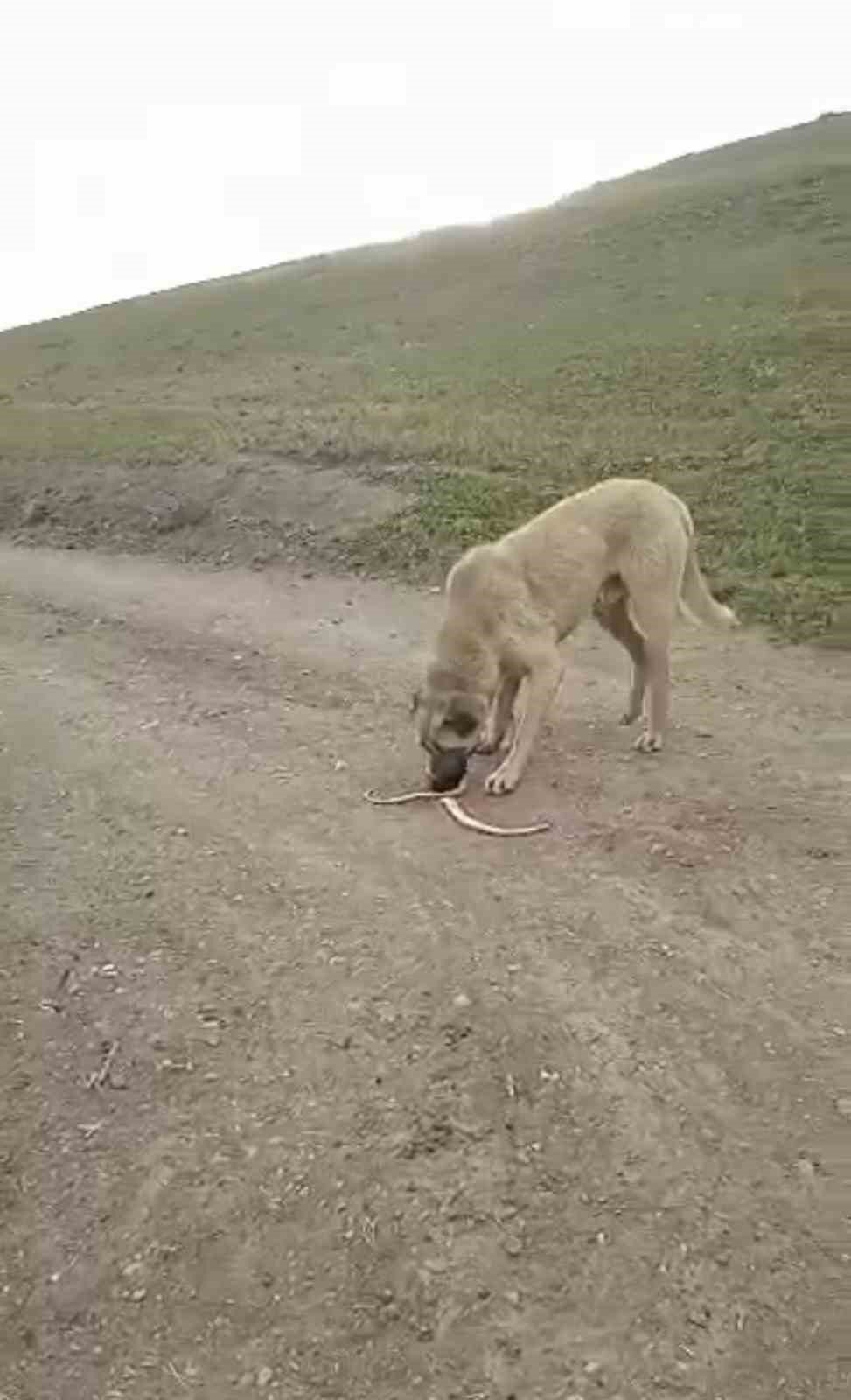 Ağrı’da yılanlar paniğe neden oldu