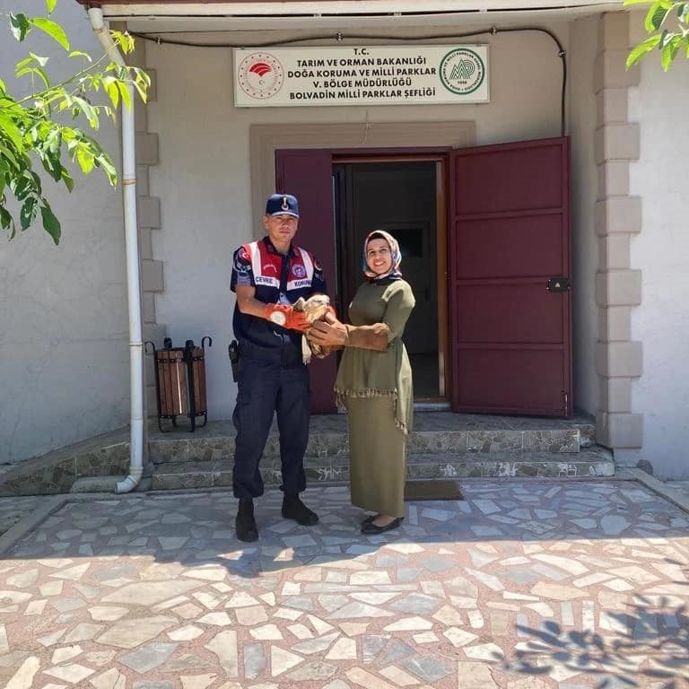 Bitkin halde bulunan kızıl şahin tedavi altına alındı