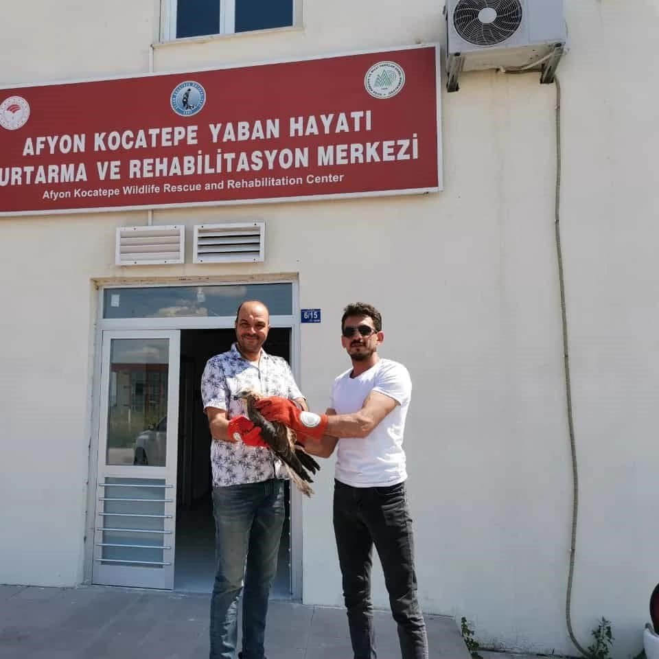 Bitkin halde bulunan kızıl şahin tedavi altına alındı